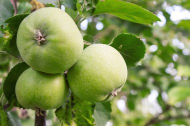 elma yaprak dalı ile