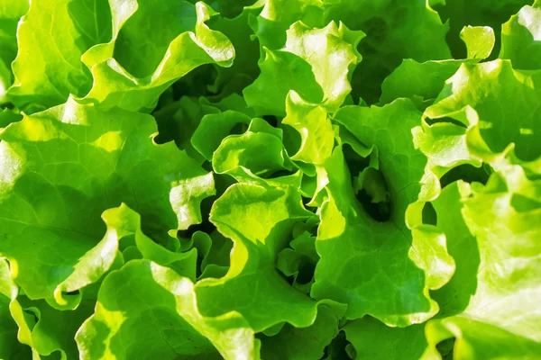 Garden bed with green lettuce leaves — Stock Photo, Image