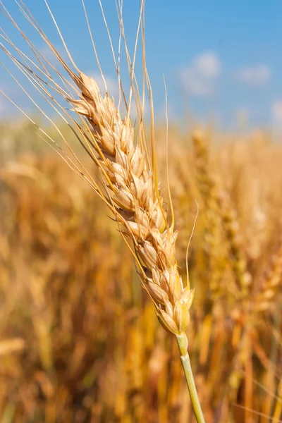 Öron av vete — Stockfoto