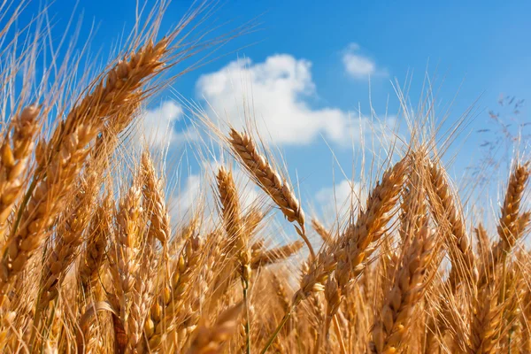 Ears of wheat field — Stock Photo, Image