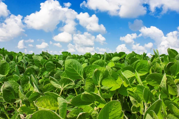 Feld mit jungen Sojabohnenpflanzen — Stockfoto