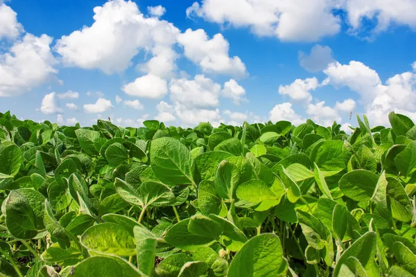 Feld mit jungen Sojabohnenpflanzen Stockbild