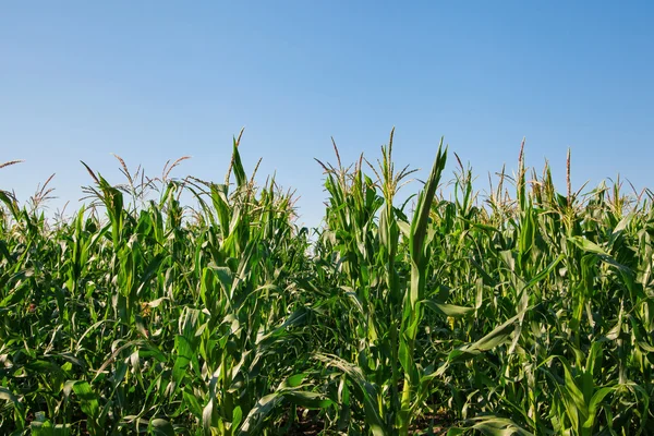 Corn — Stock Photo, Image