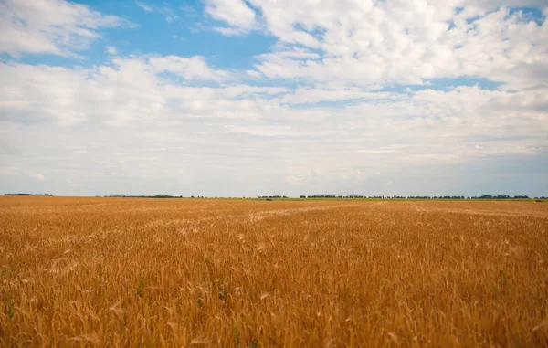 Spighe di grano — Foto Stock