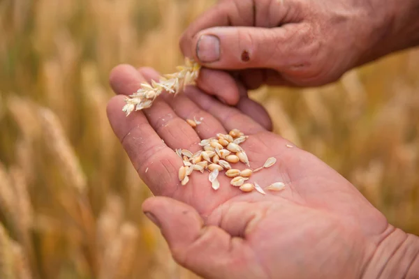 Grano in mano — Foto Stock