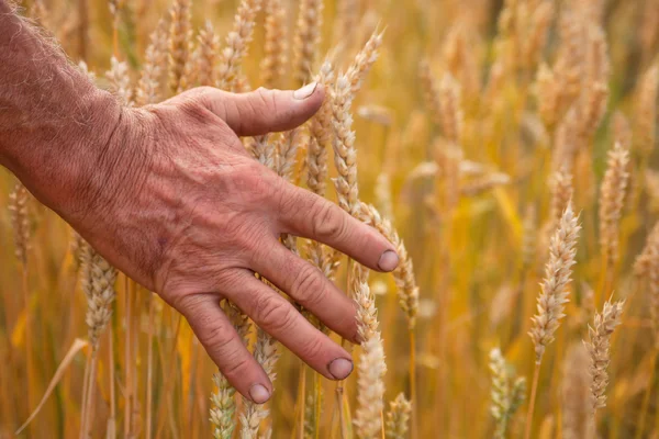 Wheat ears and hand — Stock Photo, Image