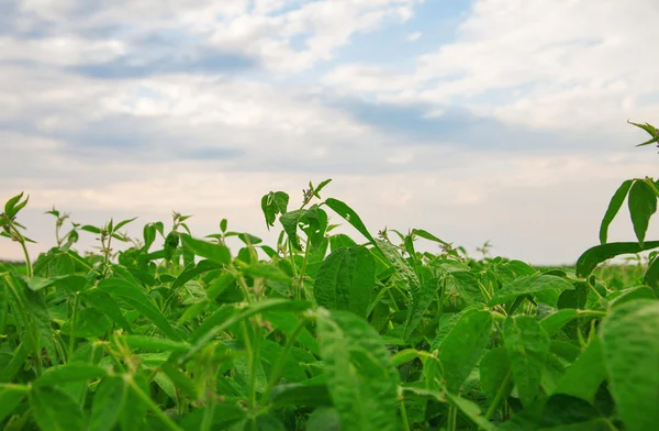 Campo de soja — Foto de Stock