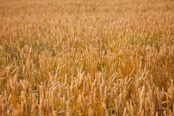 Épis de champ de blé — Photo