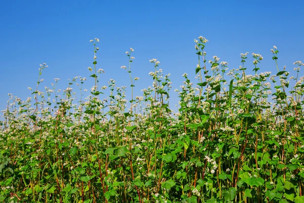 Buchweizen — Stockfoto