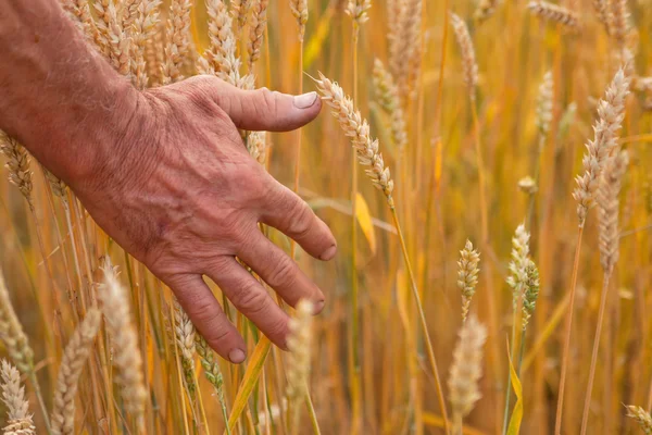 Wheat ears and hand — Stock Photo, Image