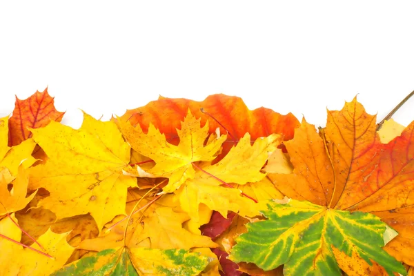 Sárga levelek háttér — Stock Fotó