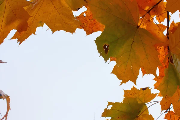 Maple leaves against sky — Stock Photo, Image