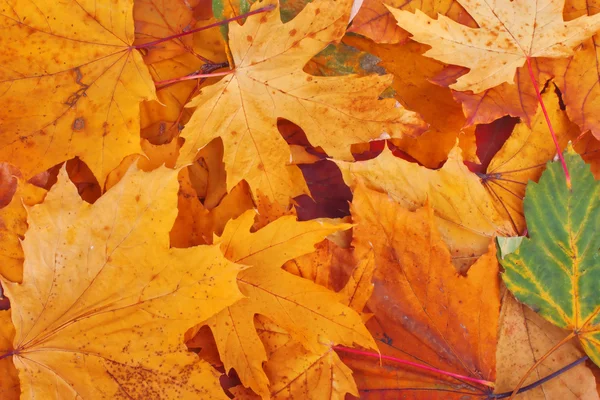 Sárga levelek háttér — Stock Fotó