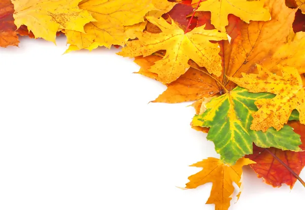 Yellow leaves background — Stock Photo, Image