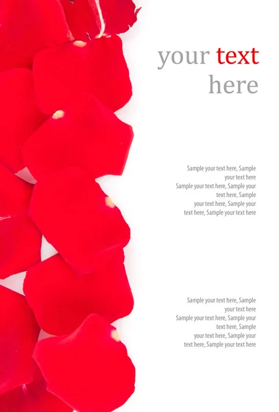 Red roses petals & text — Stock Photo, Image