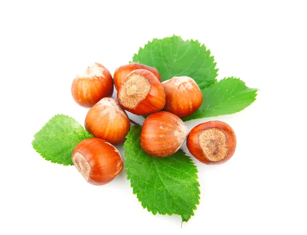 Hazelnuts — Stock fotografie