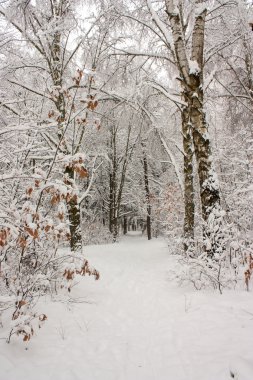 Kış orman manzarası