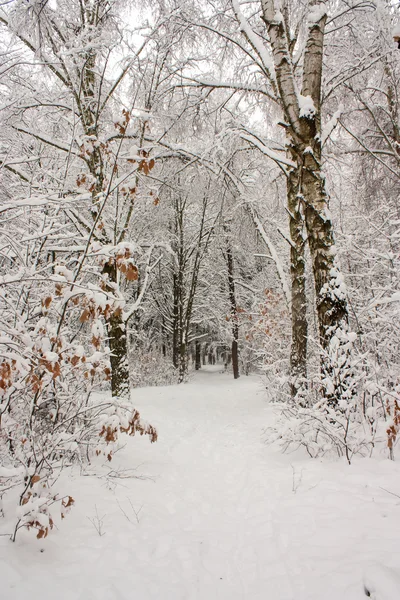Winter forest landscape Royalty Free Stock Photos