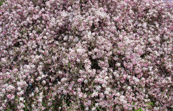 花树背景 — 图库照片