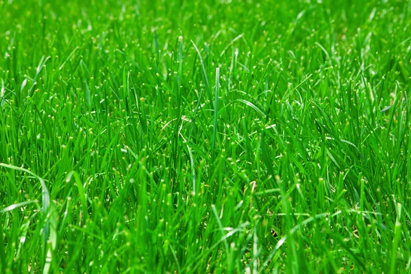 Lawn — Stock Photo, Image