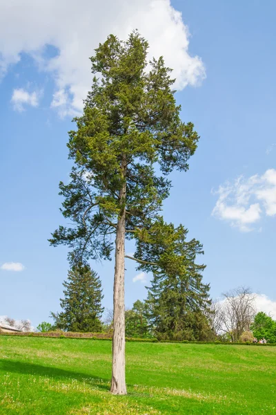 Rödspätta — Stockfoto