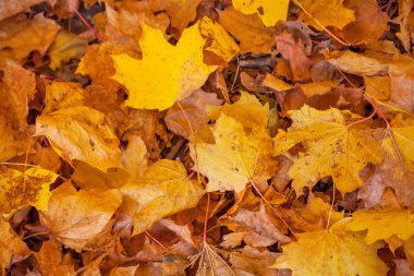 Sonbahar sarı yaprakları arka plan