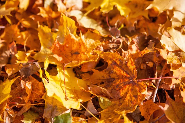 Otoño hojas amarillas fondo —  Fotos de Stock