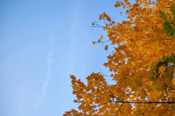 Осеннее жёлтое дерево против неба Стоковое Фото