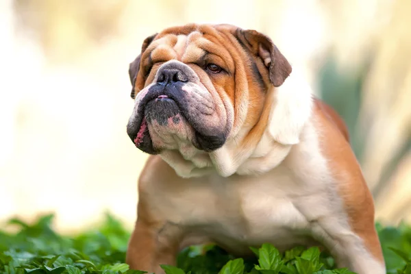 Engelska bulldogg — Stockfoto