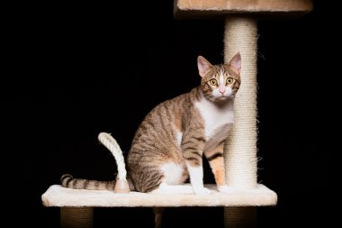 yerli kedi kedi ağaç