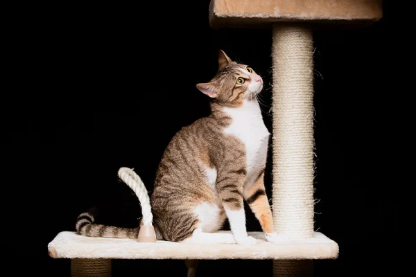 yerli kedi kedi ağaç