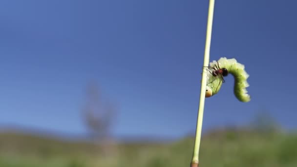 Kampf gegen Insekten — Stockvideo