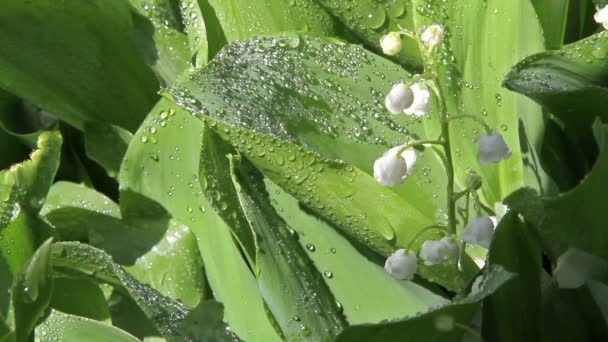 Maiglöckchen nach dem Regen — Stockvideo