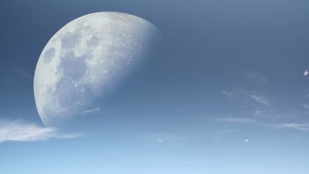 Oiseaux lunaires 