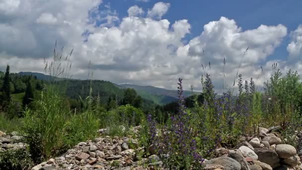 Altai foothills — Vídeo de Stock