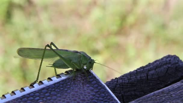 Omnivorous locust — Stock Video