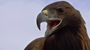 Sake Falcon başı