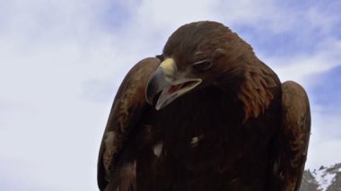 Sake Falcon başı