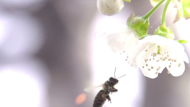Vliegende bee — Stockvideo
