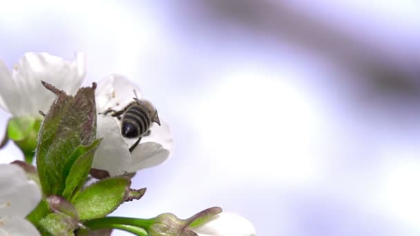 Бджола та квітка — стокове відео