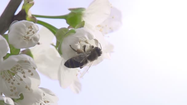 Abeja en una flor de cereza — Vídeos de Stock
