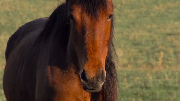 Молоді коні — стокове відео