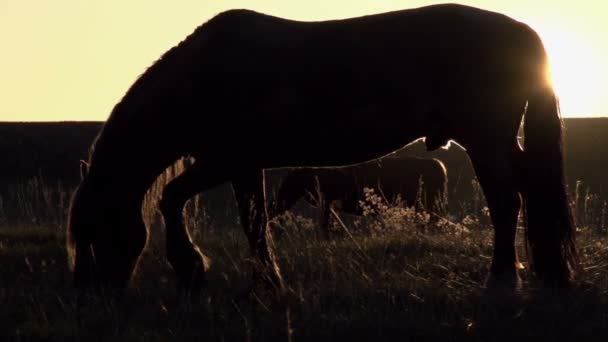 Cavalos sob a luz do sol — Vídeo de Stock