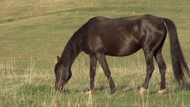 Коричневая лошадь, пасущаяся в поле — стоковое видео