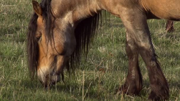 Pferd mit langer Mähne — Stockvideo