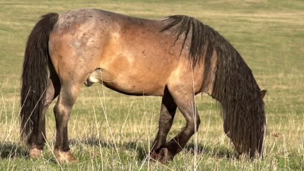 Hermoso caballo — Vídeos de Stock