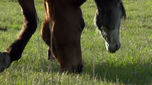 Лошади пасутся — стоковое видео