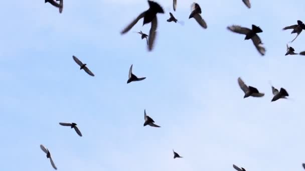 Gran bandada de aves — Vídeo de stock