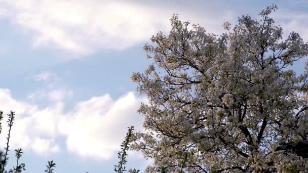Весенние облака — стоковое видео