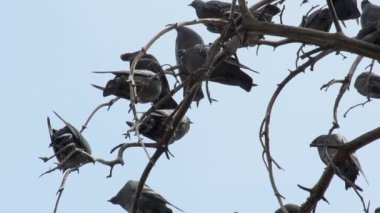 Güvercinler dallar üzerinde
